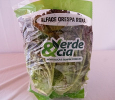 ALFACE CRESPA ROXA 