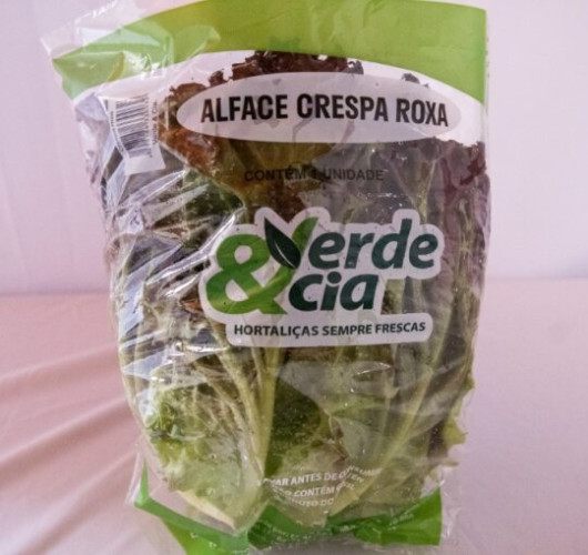 ALFACE CRESPA ROXA 