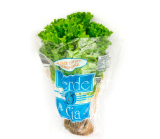 Alface Crespa Hidropônica